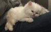 Himalayan Persian Female Flame Point ready now for forever home