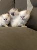 Himalayan Persian kittens born February 8th