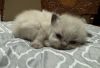 Himalayan & Persian two male kittens available now. Born 6/10/23