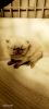 Sealpoint Persian kitten