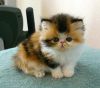 Himalayan Persian Kittens