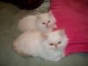 Himalayan Persian Kittens you can reach us at