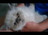 Gorgeous male and female himalayan/persian kittens