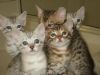 Himalayan Kittens Available