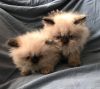 Persian/Himalayan Kittens for Sale