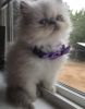 CFA Reg Lilac Point Male Himalayan- Available 9/17