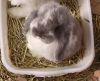 Holland lop baby bunnies for sale!