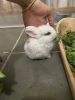 Holland lop mix with lion head breed bunnies