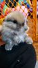1 LEFT! Holland Lop 9 week old bunny ready TODAY!