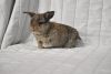 Holland lop kits available! Very sweet, will be ready to go 9/13/22