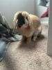 Selling Holland lop rabbit