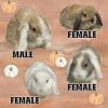 Pure Holland lop bunnies