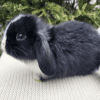 Holland lop bunny