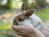 Holland Lop Bunny For Sale