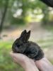 Holland Lop Bunny For Sale