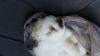 Christmas Holland lop available