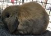 Show Quality 8 week old Holland Lop Tort Buck