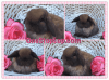 Dwarf Bunny Rabbits~Docile Holland Lop