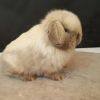 HOLLAND LOPS FOR SALE ALL COLORS