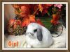 Baby Holland Lop for sale