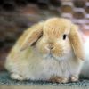 Holland lop baby bunnies for sale