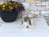 Baby Pedigreed Holland Lop Rabbits for Salw