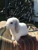 Holland lop for sale