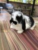 Baby holland lop for sale