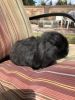 Holland Lop for sale