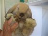 HOLLAND LOP BUNNIES FOR SALE