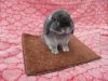 Silver Martin Holland Lop For Sale
