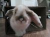 Tiny Lop For Sale!