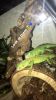 2 green iguanas for sell