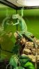 Marvelous iguana for adoption
