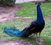 Male and female peacocks for sale (xxx)xxxxxxx