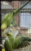 2 Young Indian Ringneck Parrots