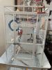 Selling Ringneck Bird with white Cage
