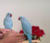 Young Indian Ringneck Parrots