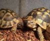 Hermann's Tortois