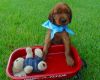 Great top personality Red/irish Setter pups