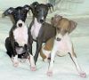Top Healthy Italian Greyhound Puppies
