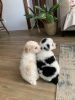 Beautiful jackapoo puppies