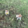 fearless Jack Russell Terrier Puppies
