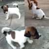 Jack Russell terrier puppies for sell