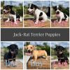 Jack-rat terrier puppies