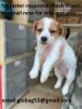 Fantastic jack russell puppies for sale