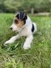 Acorn Ridge Jack Russell Terriers