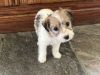 Adorable Long Haired Jack Russell Terrier