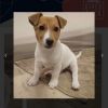 Jack Russell wanted