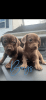 Small puppies